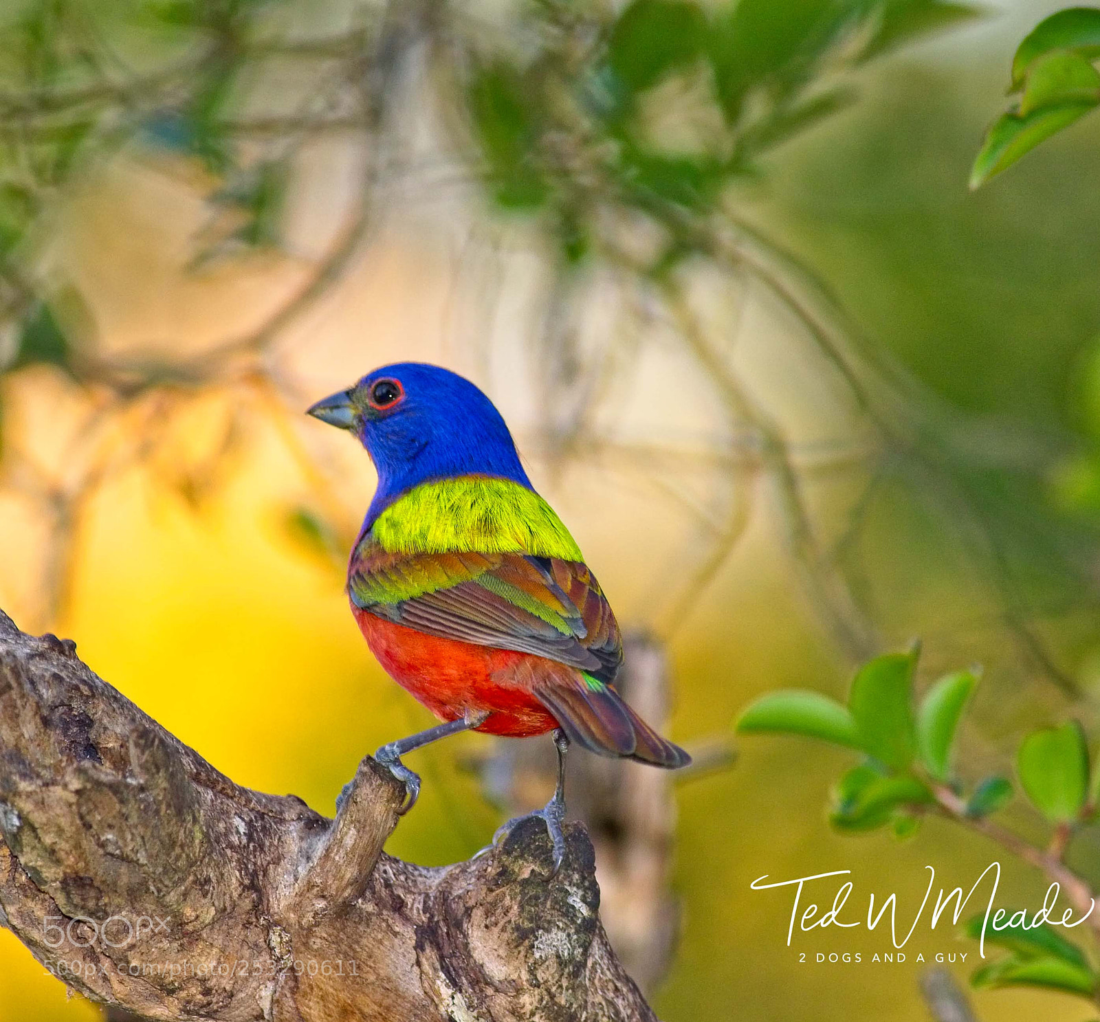 Canon EOS 7D Mark II sample photo. Painted bunting photography