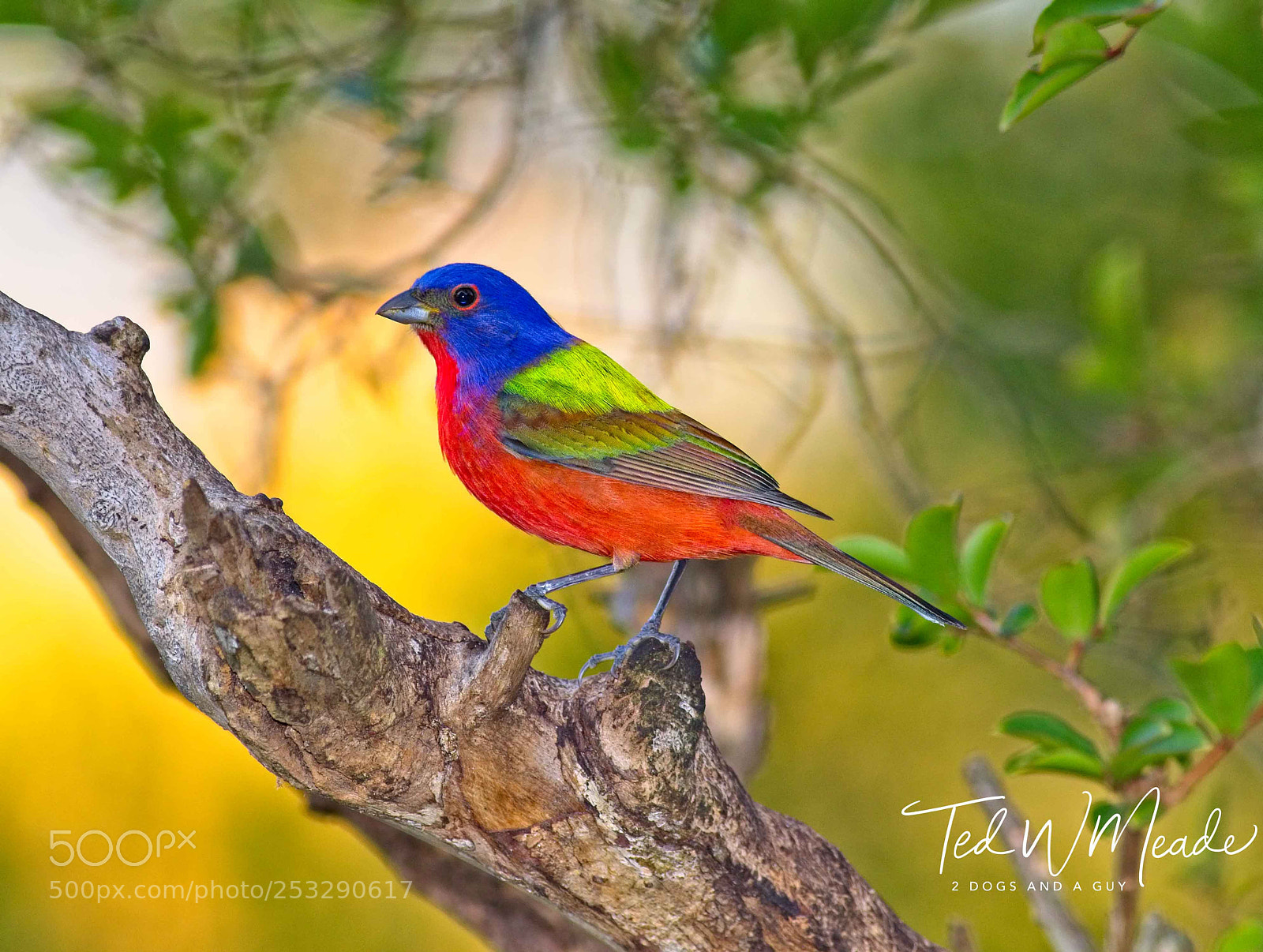 Canon EOS 7D Mark II sample photo. Painted bunting photography