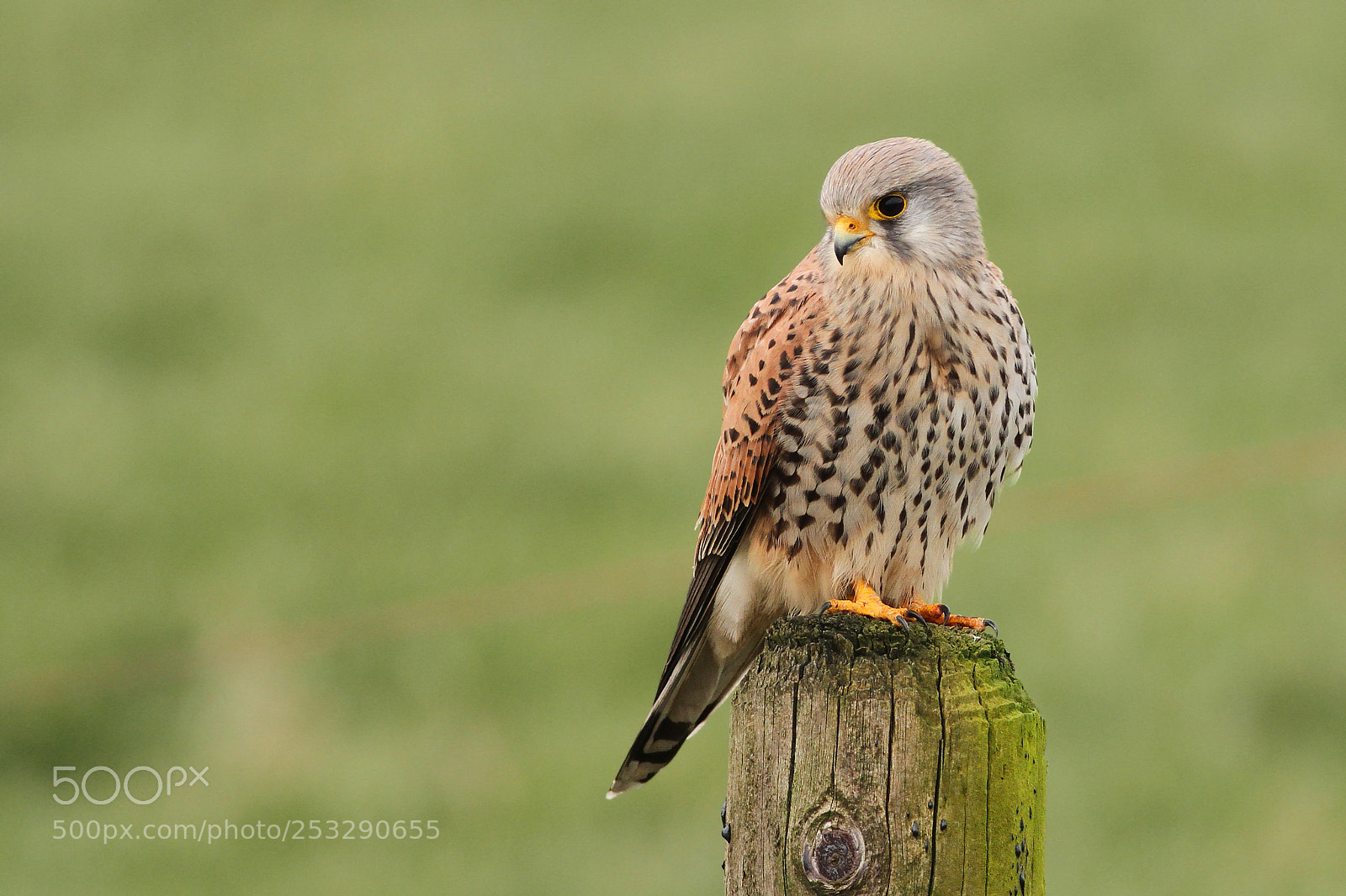 Canon EOS 7D sample photo. Torenvalk ♂ (common kestrel) photography