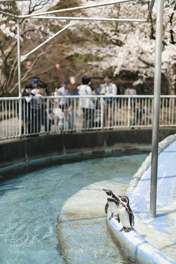 Canon EOS 5D Mark IV sample photo. ペンギンもお花見 photography