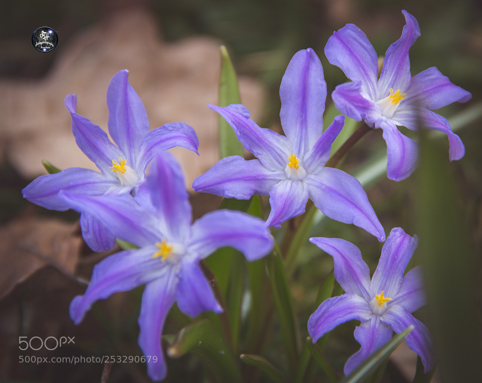 Canon EOS 60D sample photo. Stern hyazinthe photography