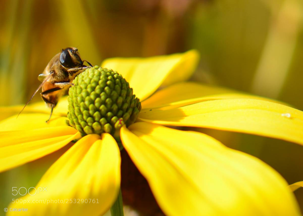 Nikon D7100 sample photo. Exploration photography