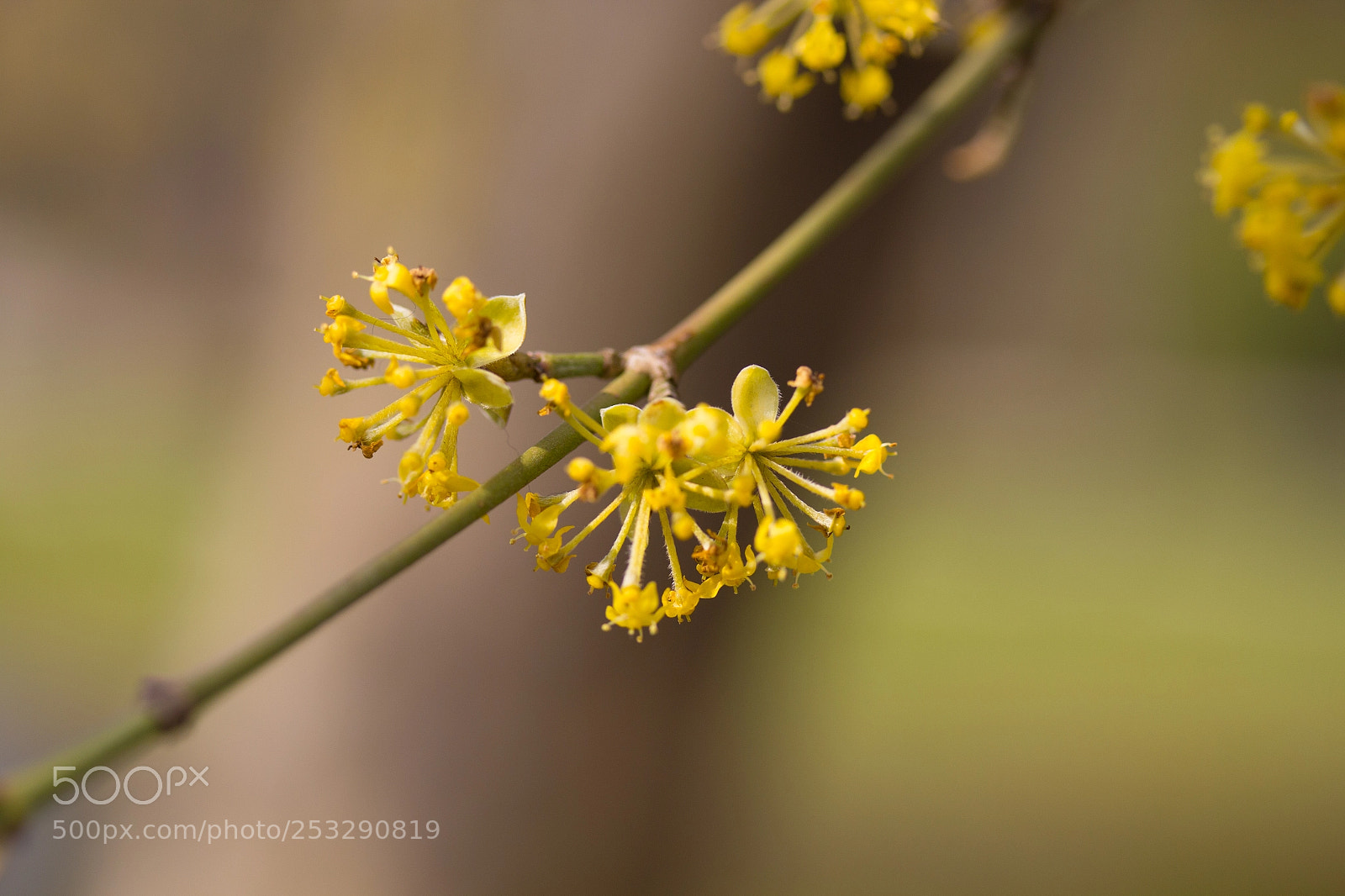 Canon EOS 700D (EOS Rebel T5i / EOS Kiss X7i) sample photo. Yellow fellow photography