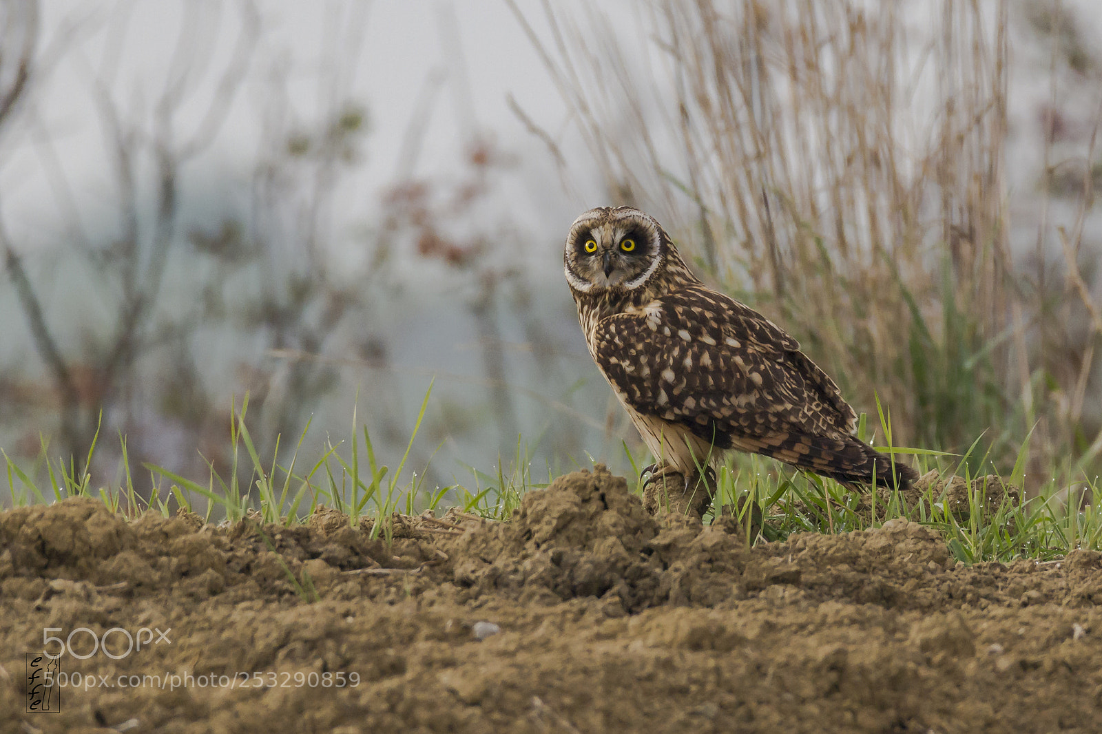 Canon EOS 7D sample photo. Short-eared owl photography