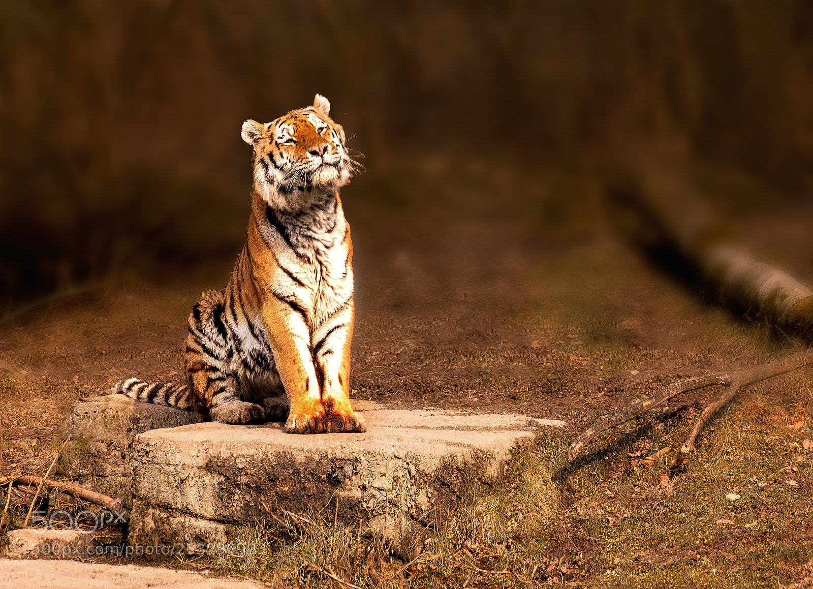 Canon EOS 5D Mark II sample photo. Tiger in the sun photography