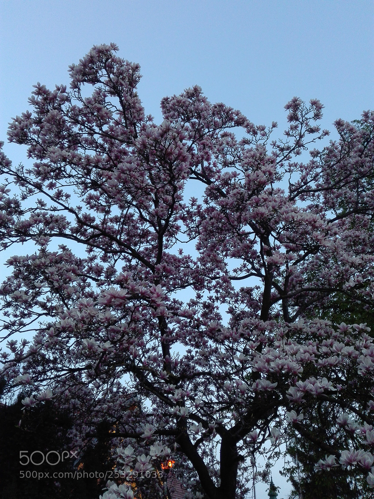 HUAWEI P8 Lite sample photo. Untitled photography