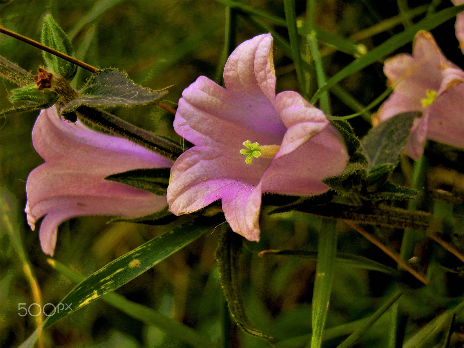 Olympus SZ-10 sample photo. Purple flower photography