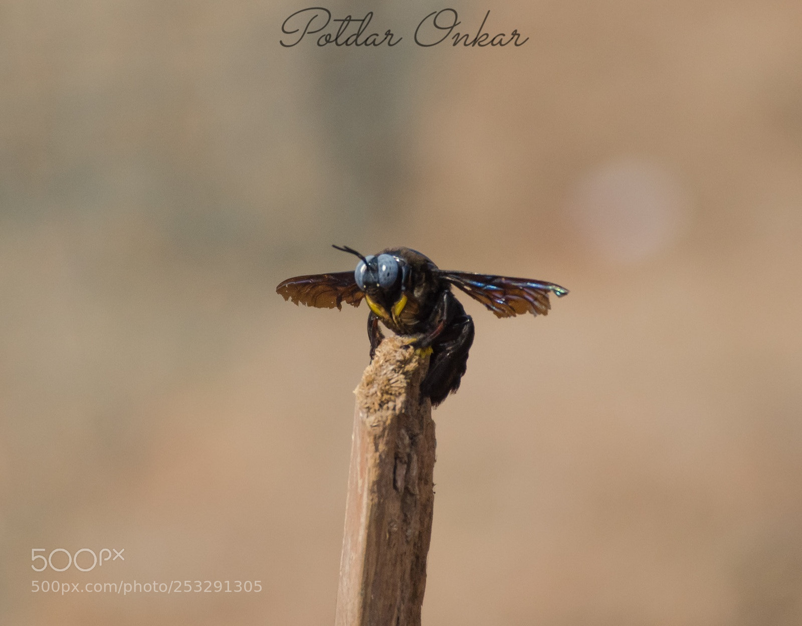 Nikon D7000 sample photo. Carpenter bee photography
