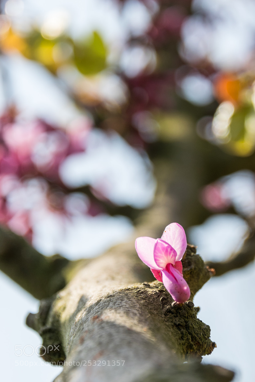 Nikon D5300 sample photo. Tomurcuk photography
