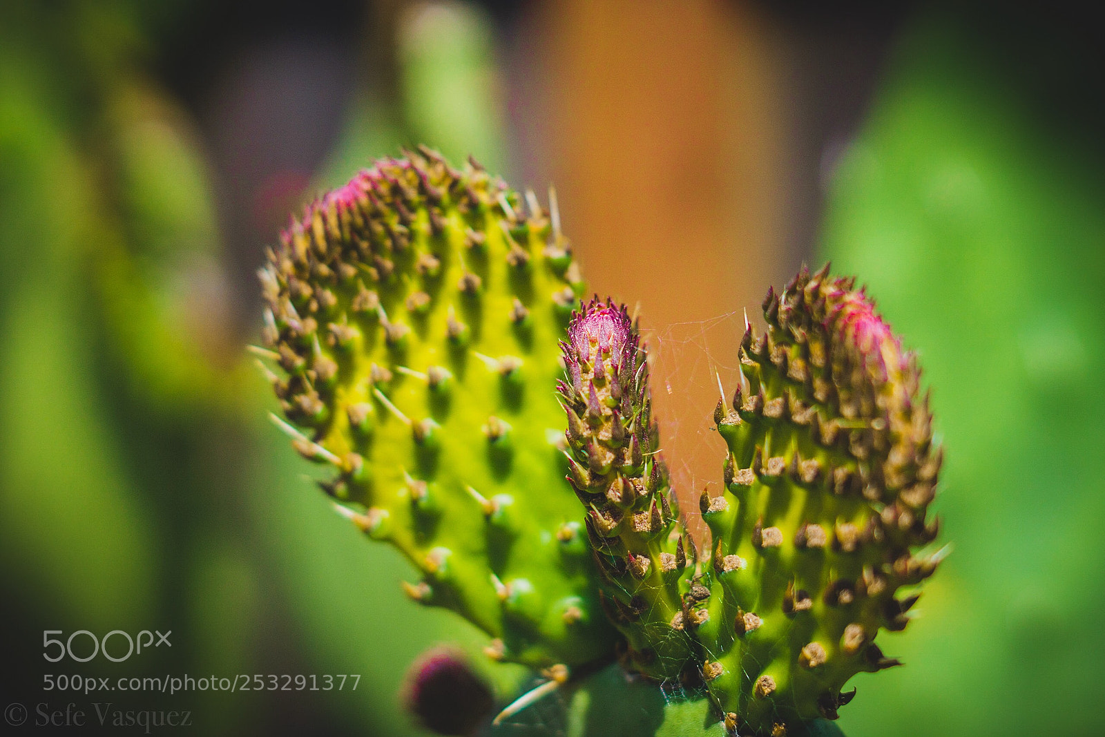 Sony a6000 sample photo. Cactus photography