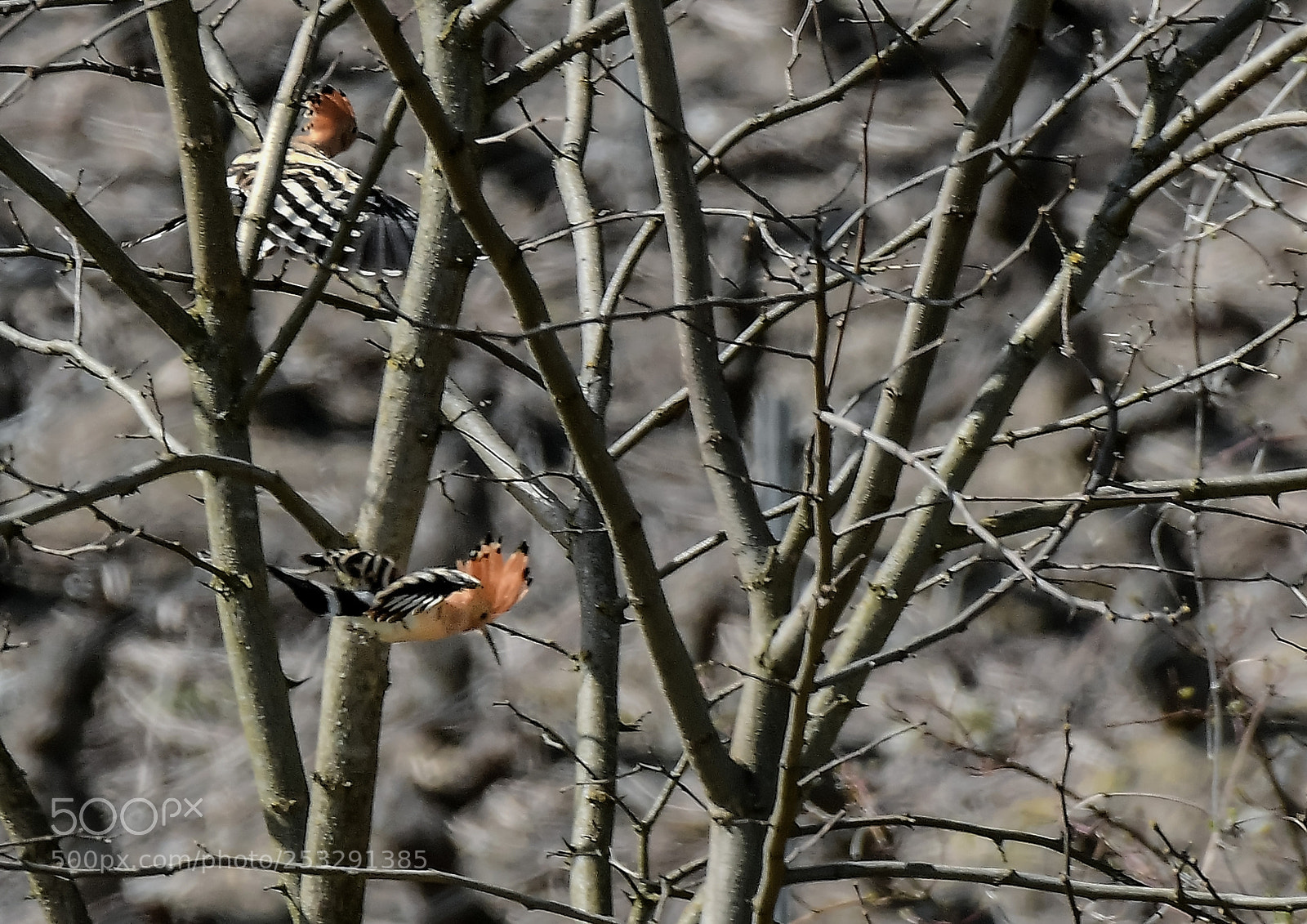 Nikon D500 sample photo. Huppes fasciées photography