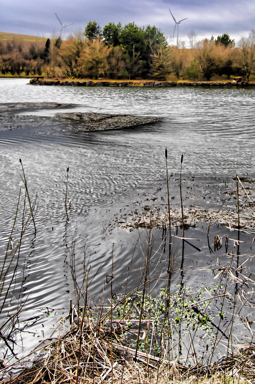 Nikon D2X sample photo. Reeds,lake and turbines photography