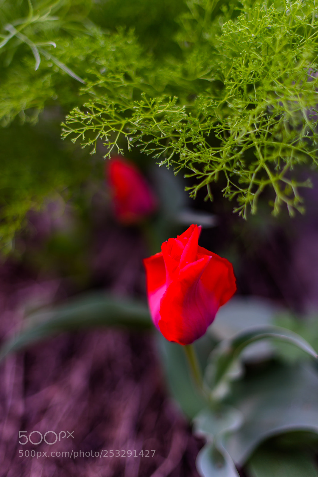 Nikon D810 sample photo. The karatau mountains photography
