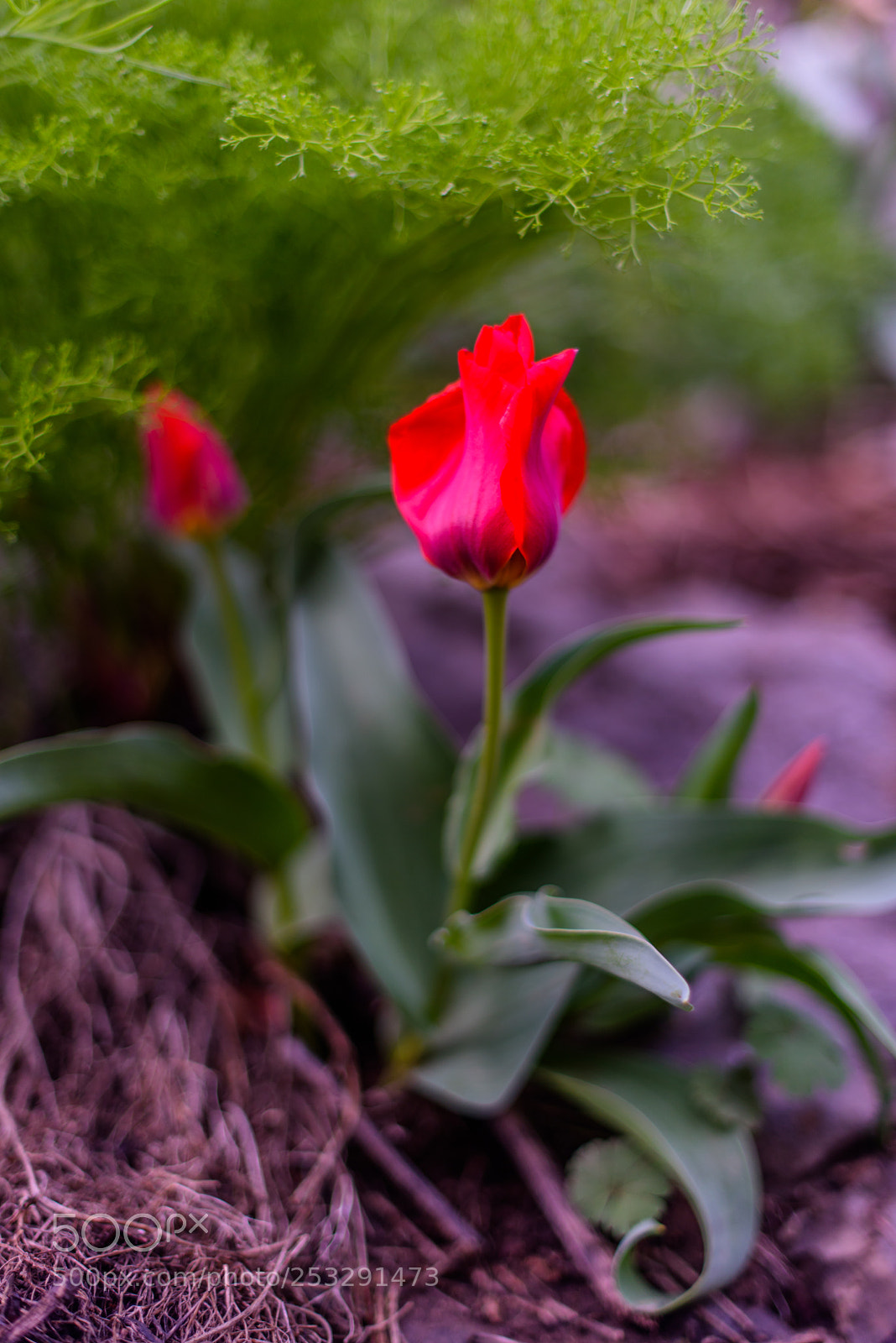 Nikon D810 sample photo. The karatau mountains photography