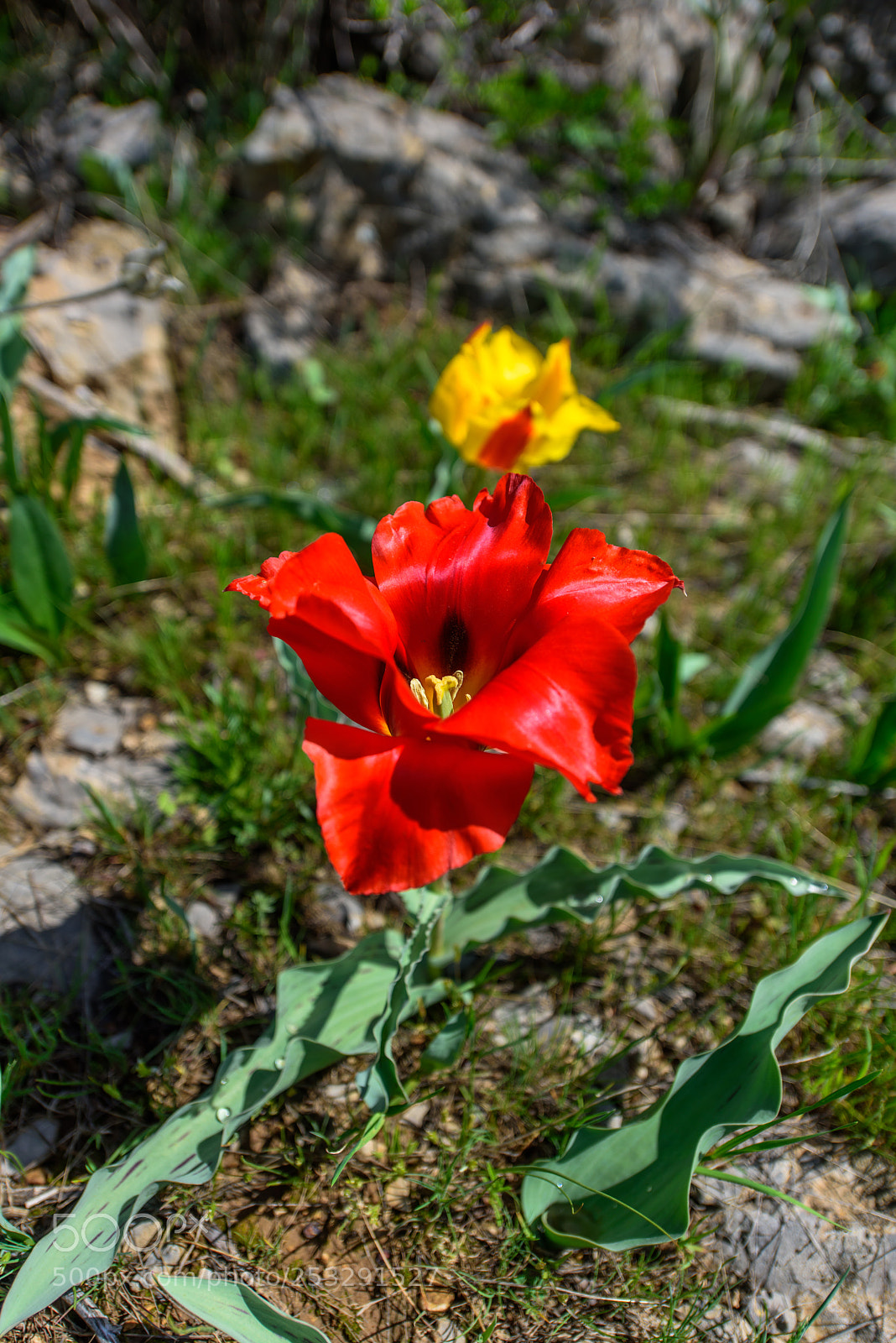 Nikon D810 sample photo. The karatau mountains photography