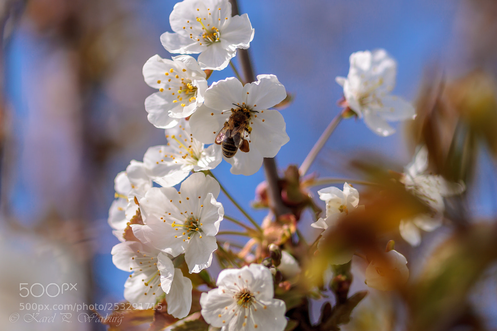 Canon EOS 50D sample photo. Spring breakfast photography