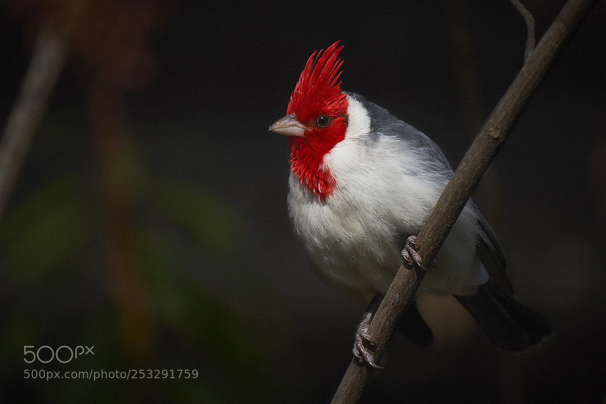 Fujifilm X-T2 sample photo. Red-headed cardinal photography