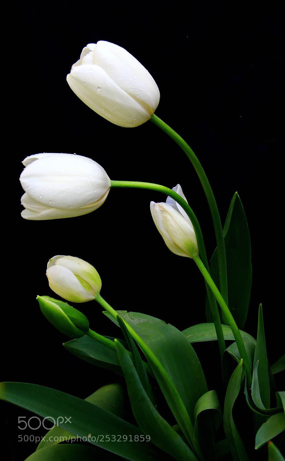 Canon EOS 60D sample photo. Untitled photography