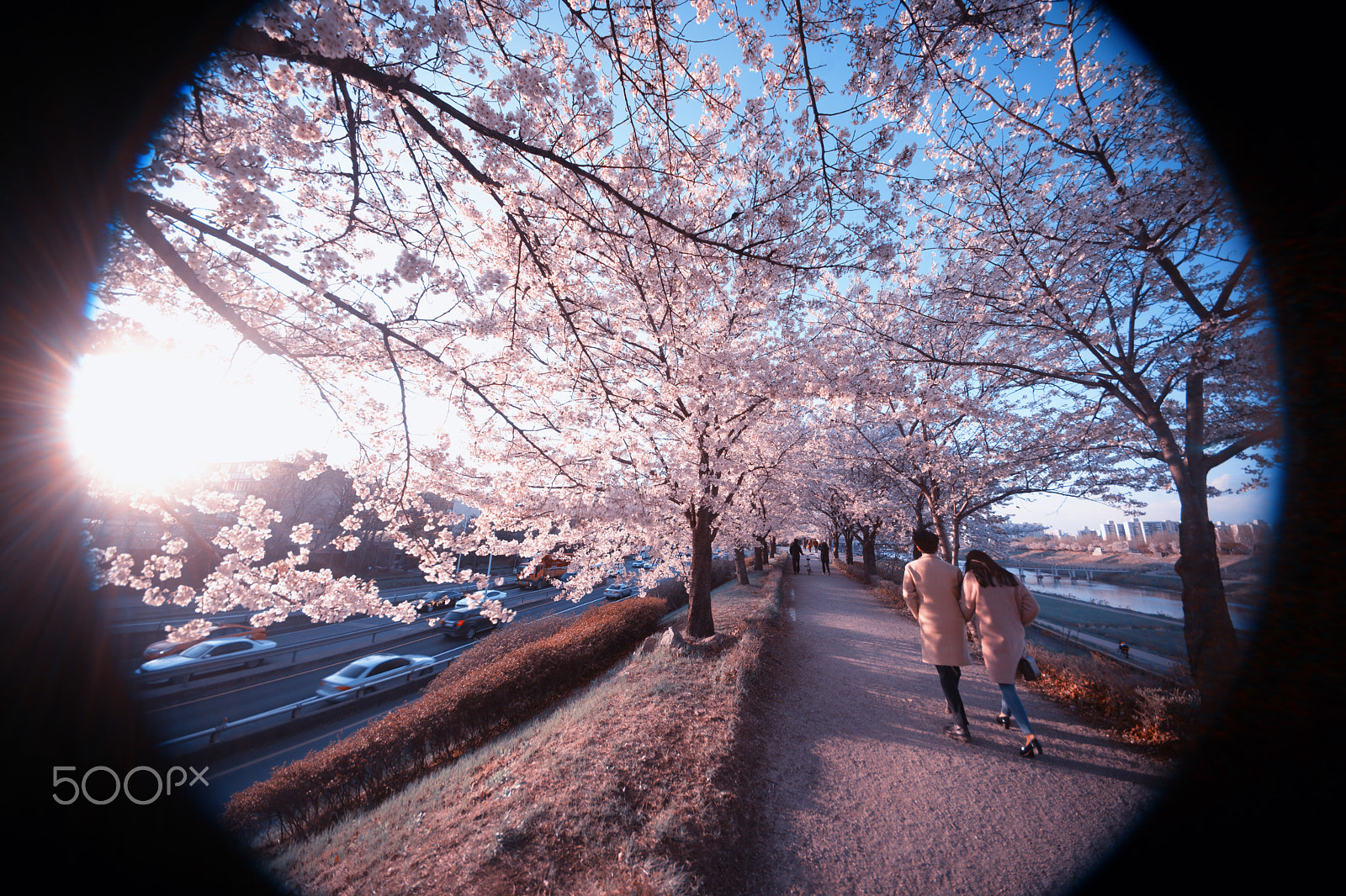 Sony Alpha DSLR-A900 sample photo. Spring photography