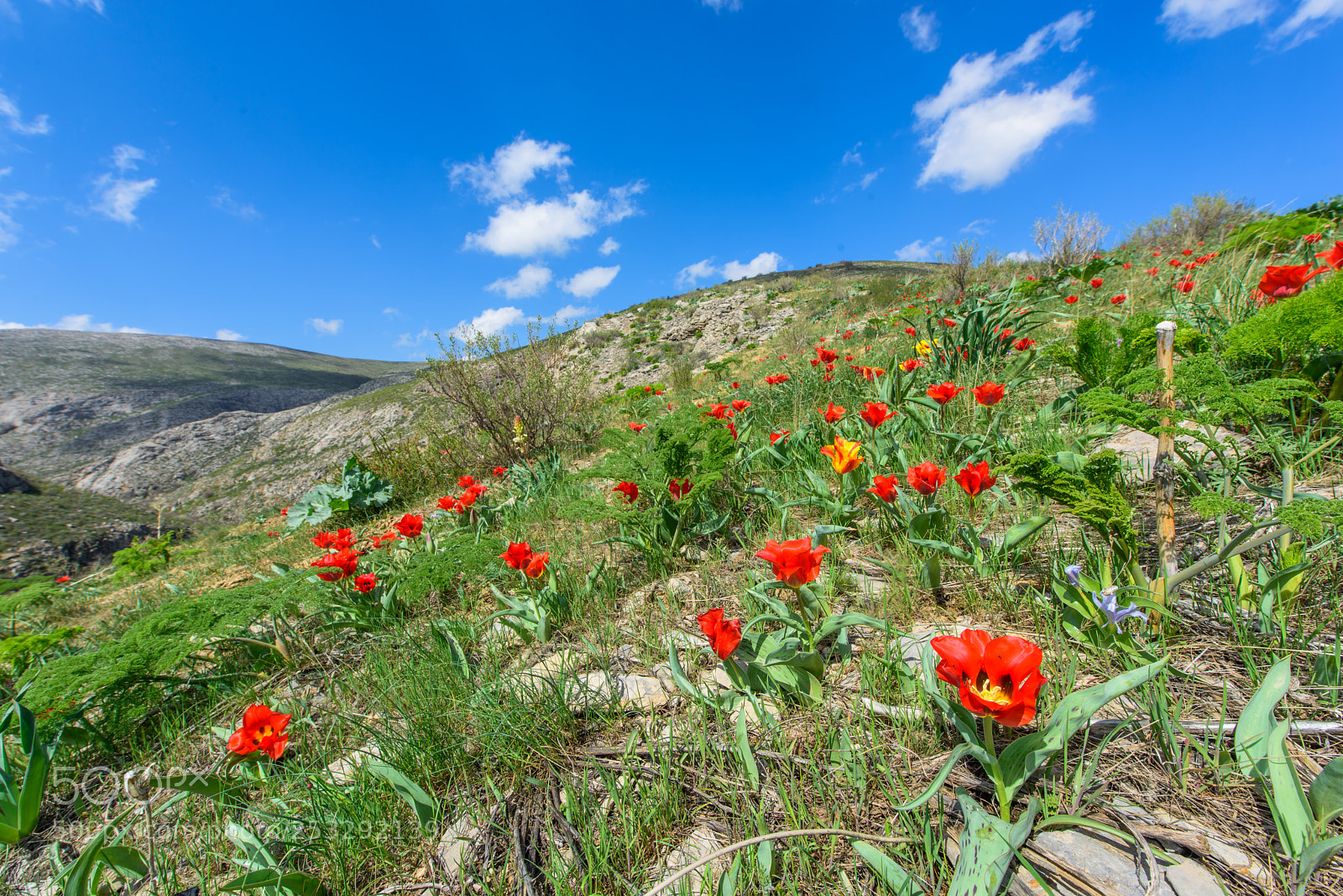 Nikon D810 sample photo. The karatau mountains photography