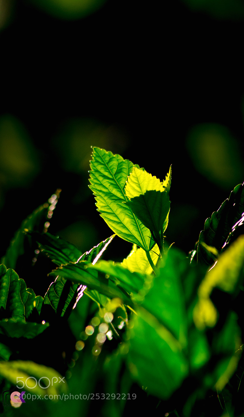 Nikon D5300 sample photo. Backlight photography