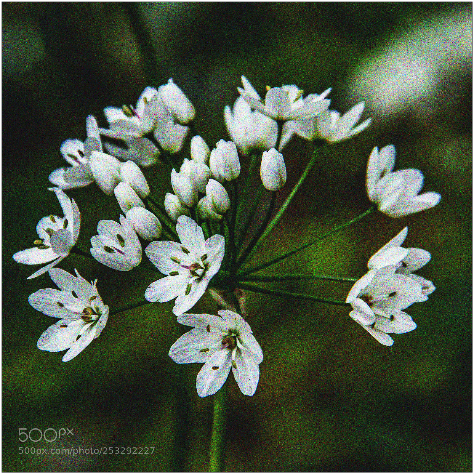 Canon EOS 7D Mark II sample photo. Anémones blanches photography