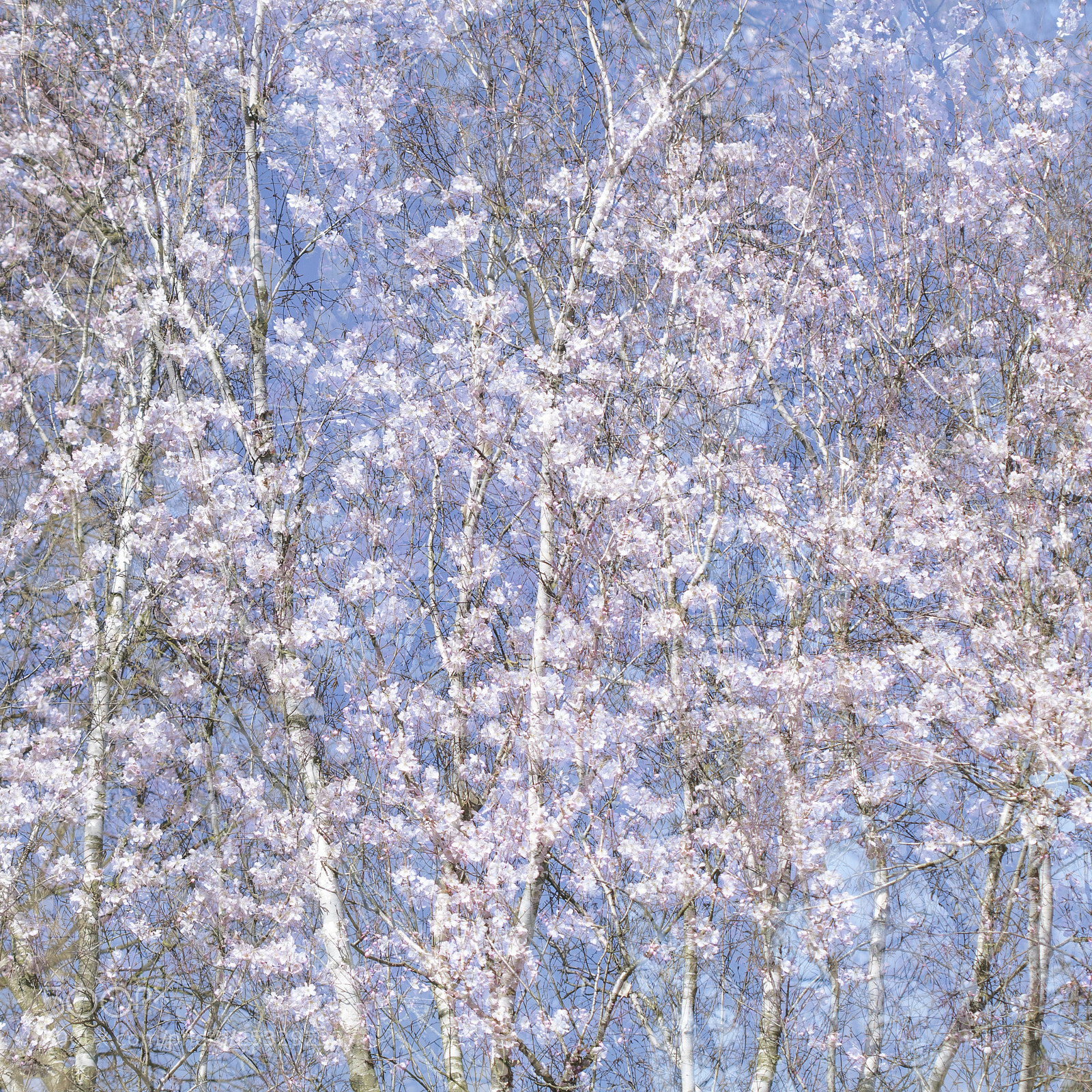 Canon EOS 80D sample photo. Blossom multiple exposure photography