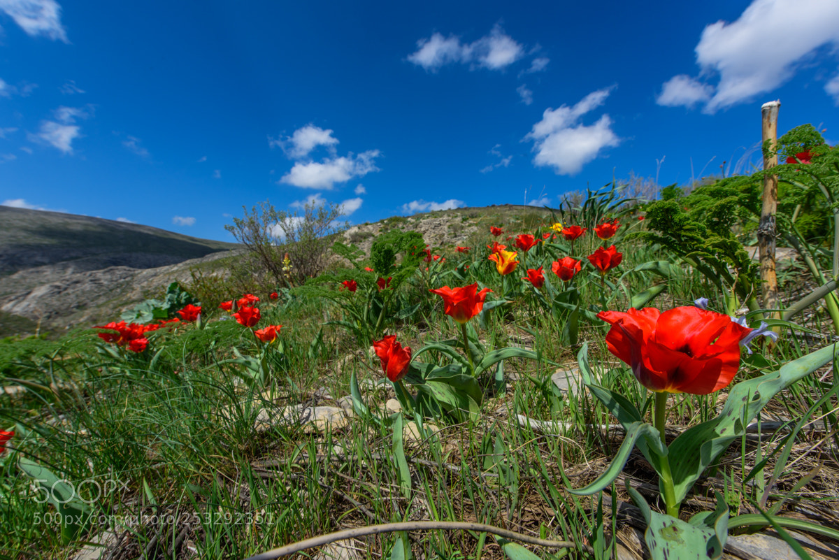 Nikon D810 sample photo. The karatau mountains photography