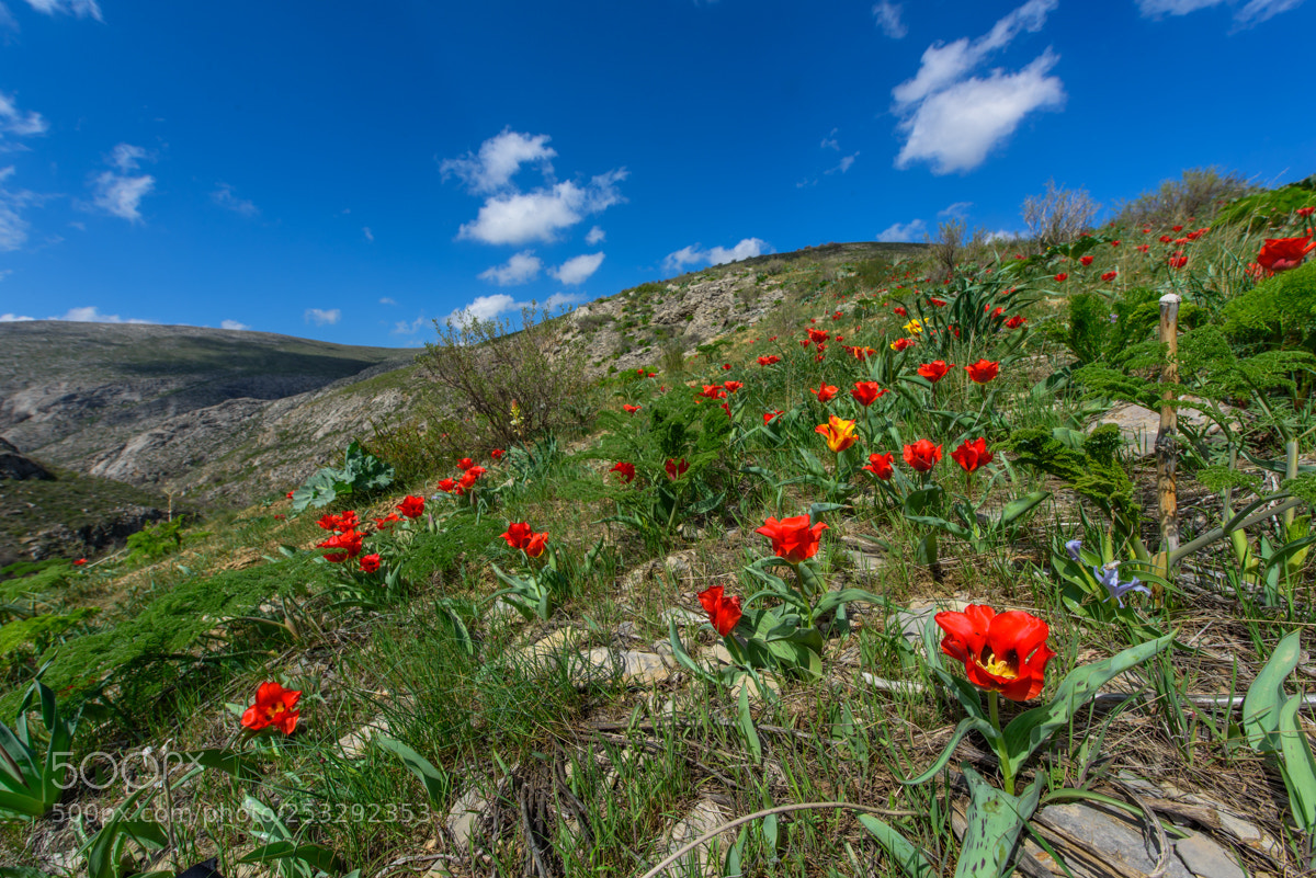 Nikon D810 sample photo. The karatau mountains photography