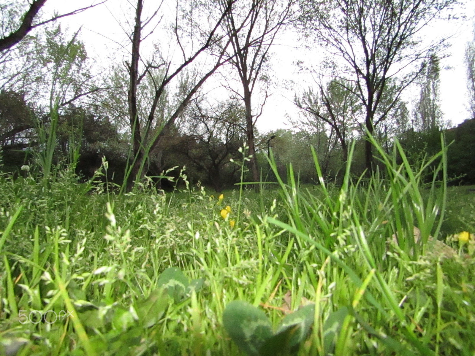 Canon POWERSHOT SX430 IS sample photo. Every blade of grass seems to contain a library de photography