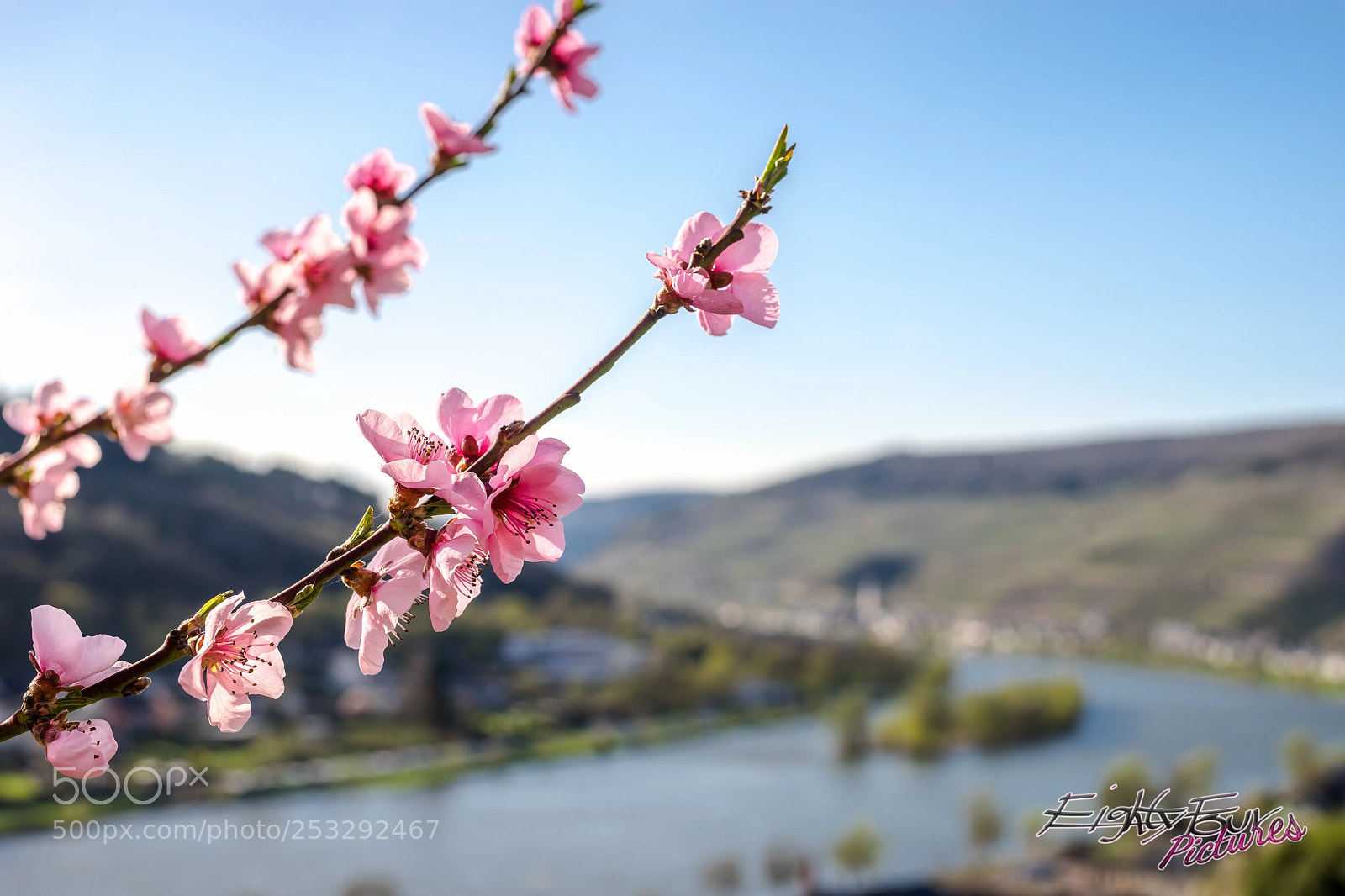 Sony a7 sample photo. Peachflowers & moselbokeh photography