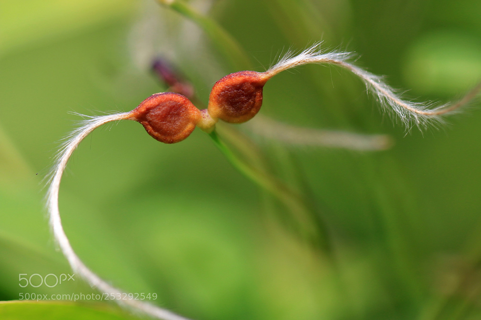 Canon EOS 70D sample photo. Masque photography