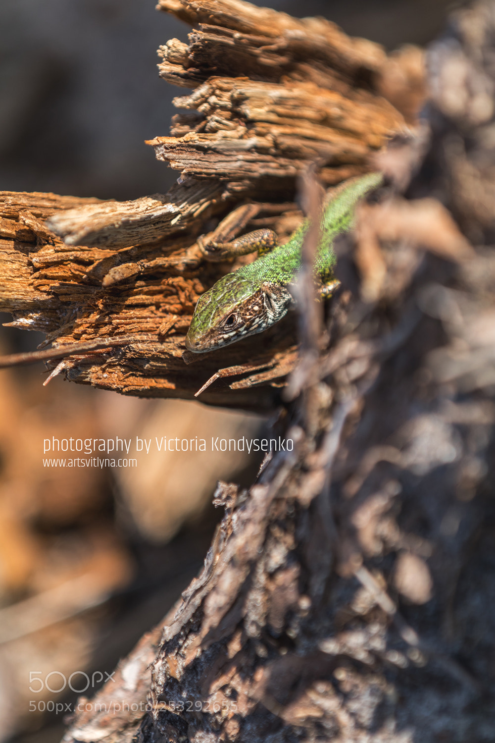 Canon EOS 80D sample photo. Green lizard in nature photography