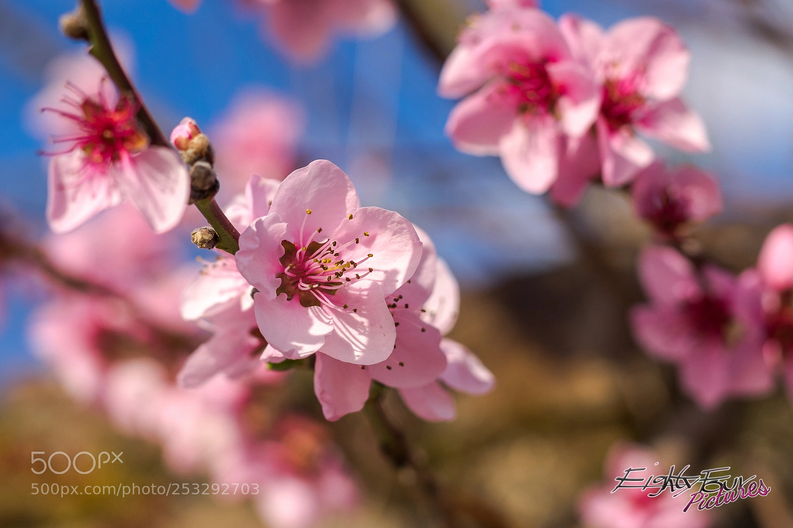Sony a7 sample photo. Peachblossom photography