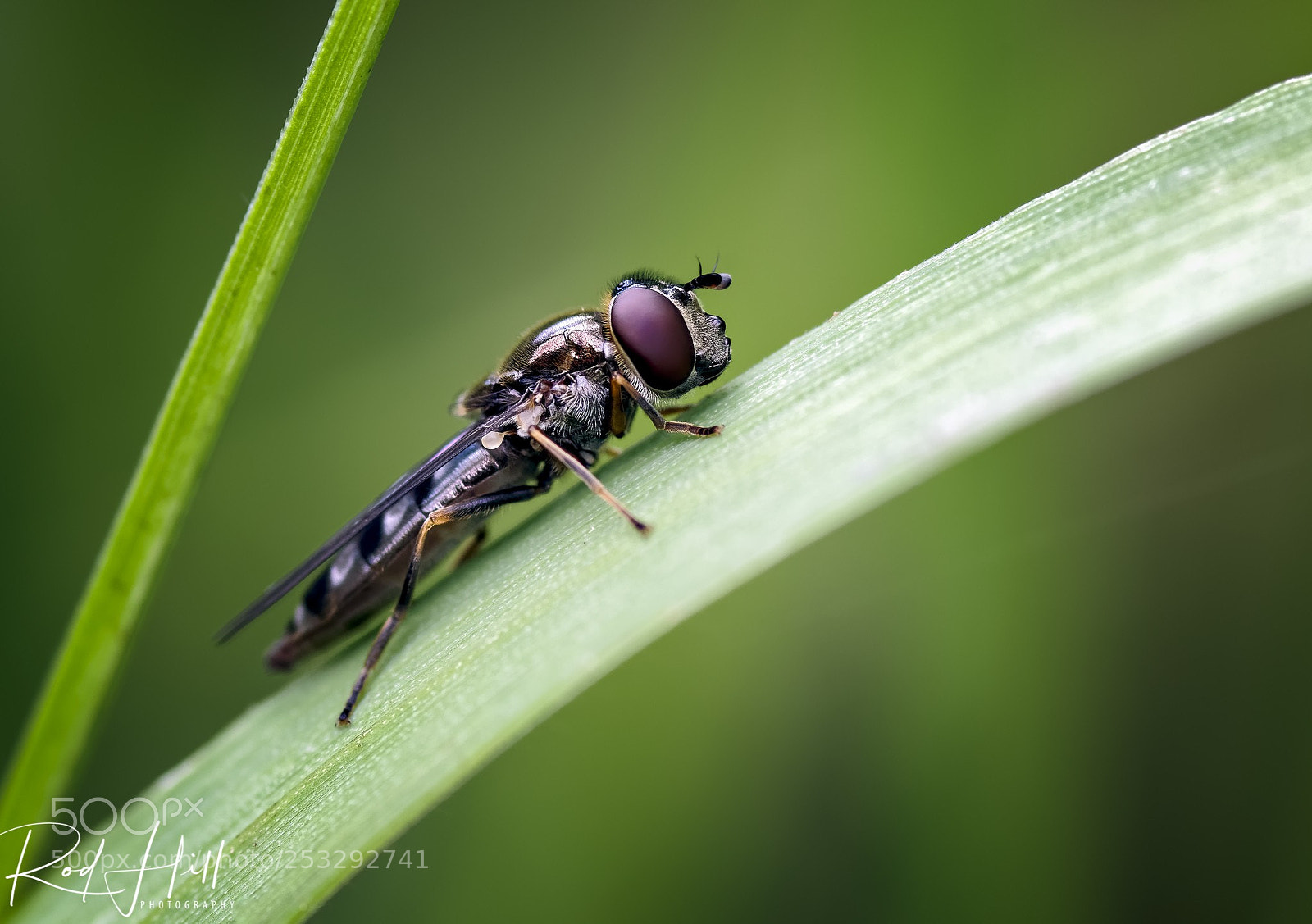 Pentax K-3 II sample photo. Hoverfly on grass blade photography