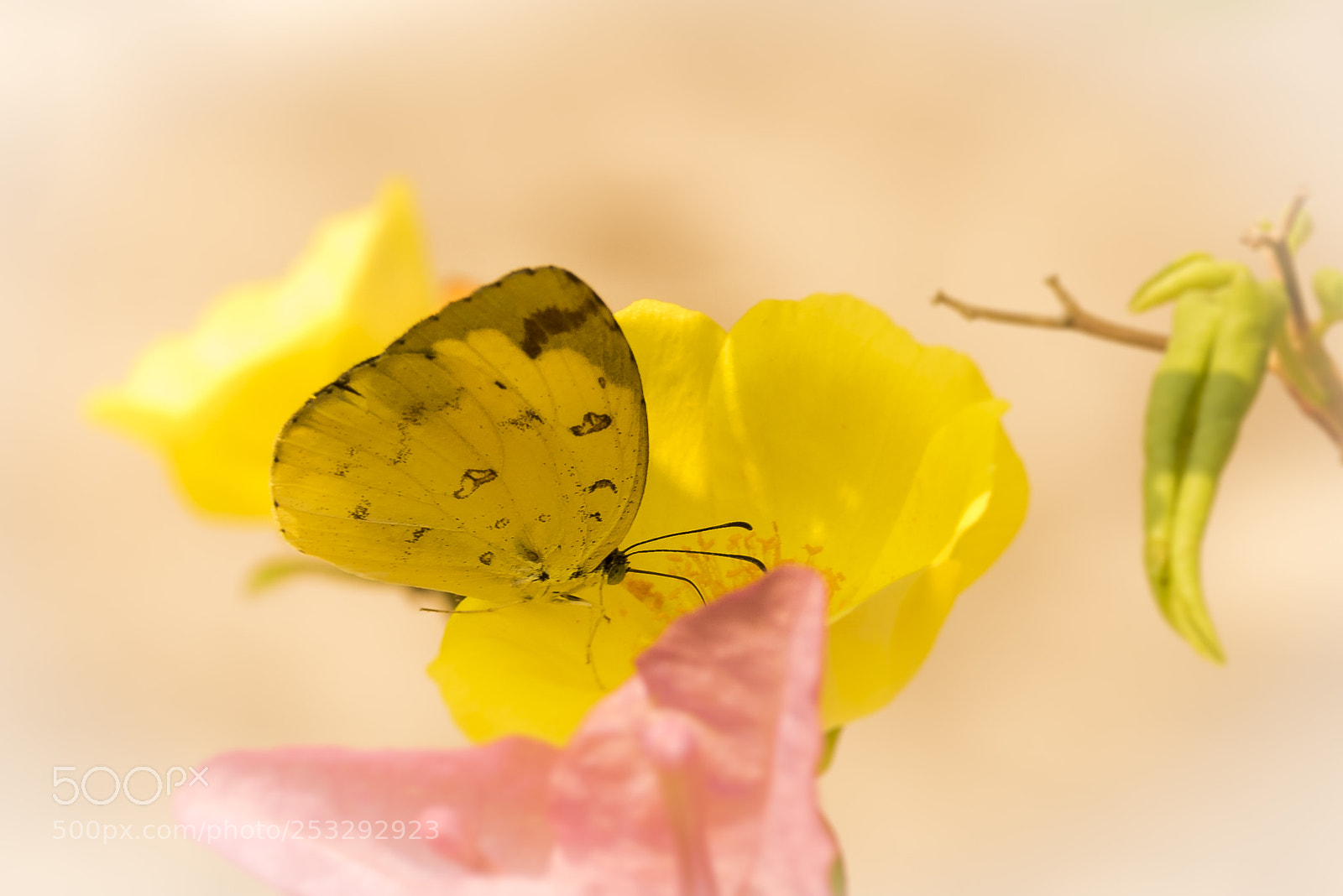 Nikon D750 sample photo. Yellow butterfly photography