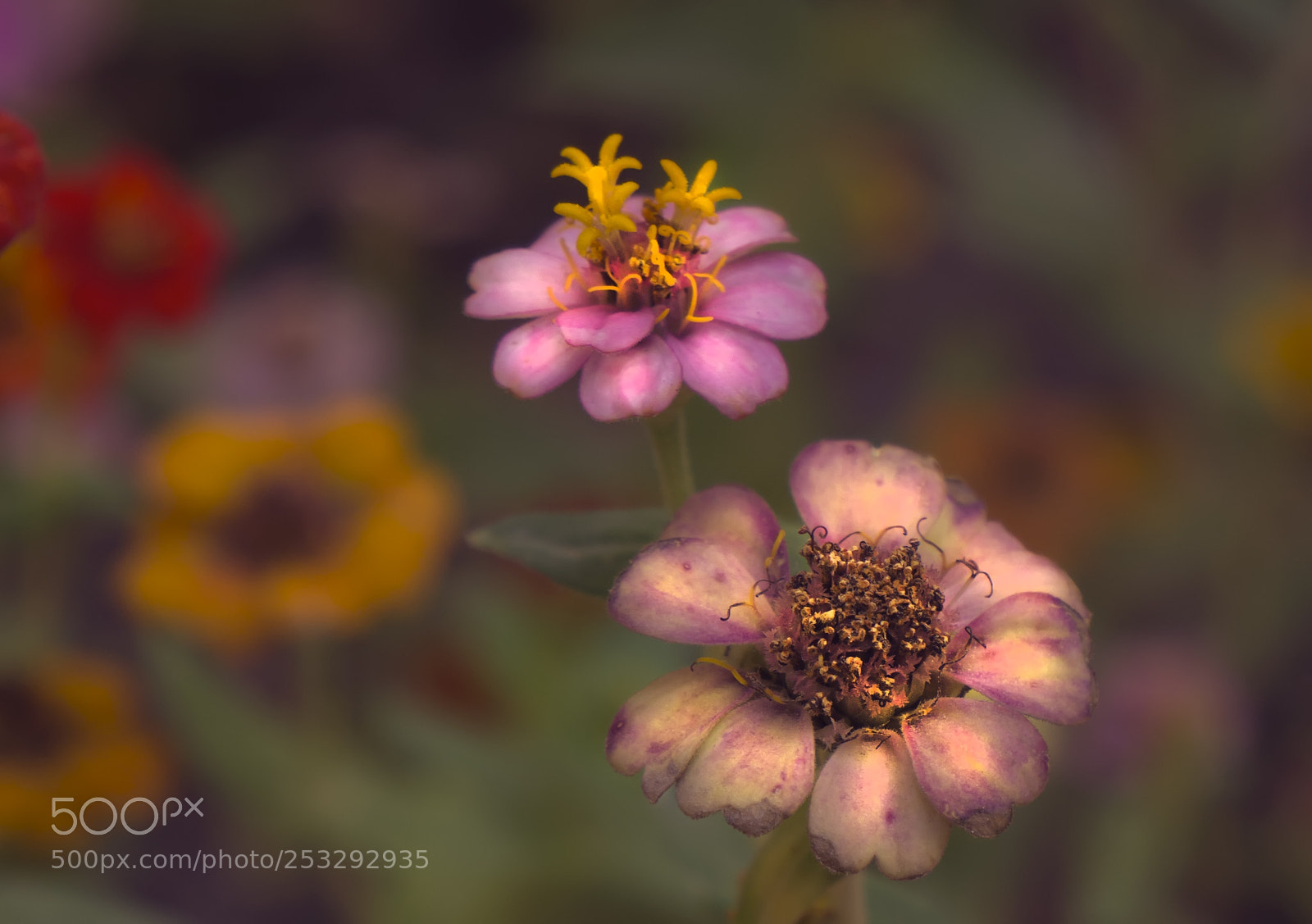 Sony Alpha NEX-5N sample photo. Flowers photography