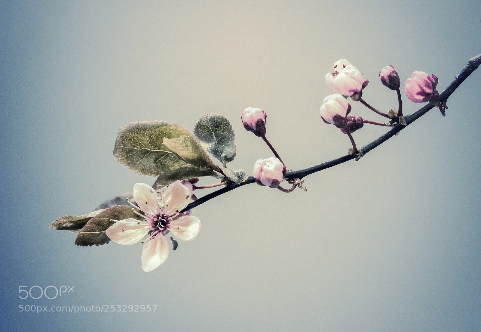 Nikon D810 sample photo. Blossom 2 photography
