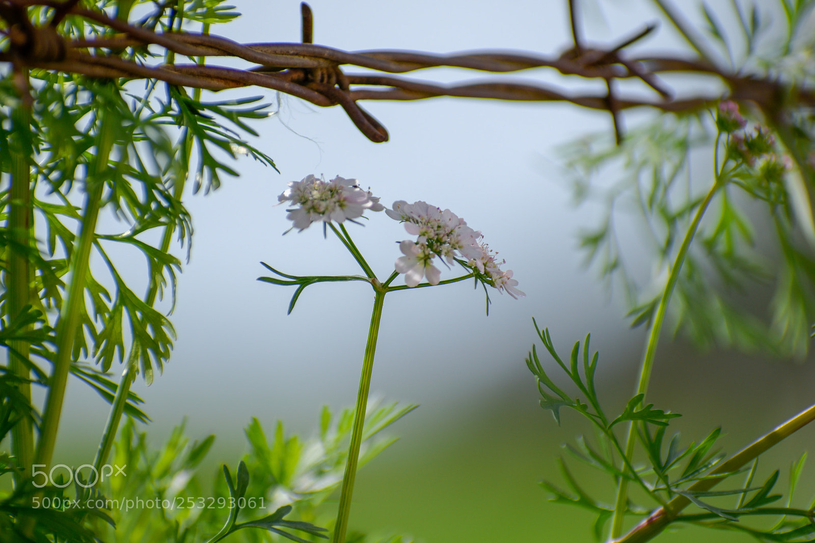 Nikon D5600 sample photo. Live nature photography
