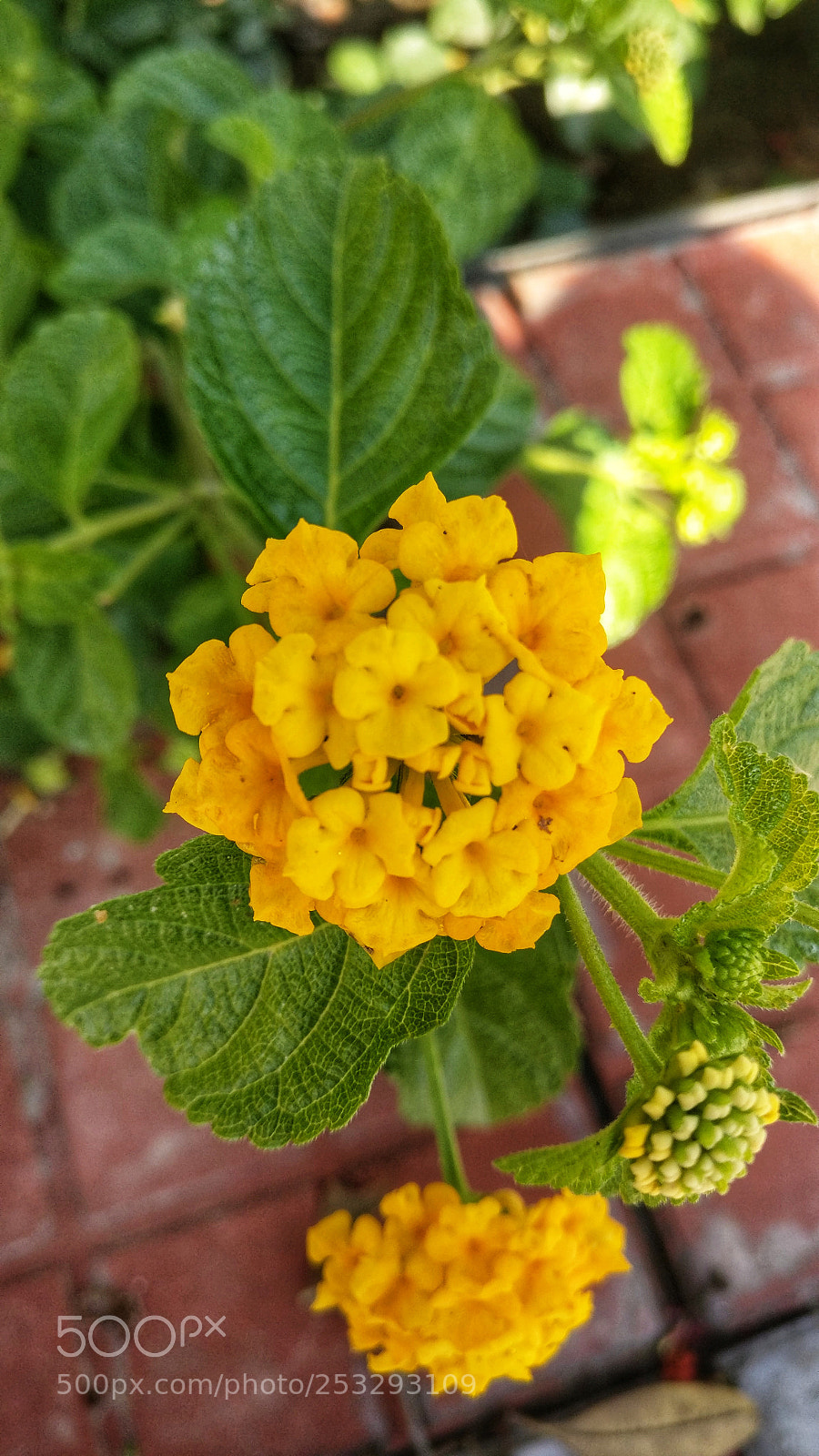 OnePlus A3003 sample photo. Garden weed flower.... photography