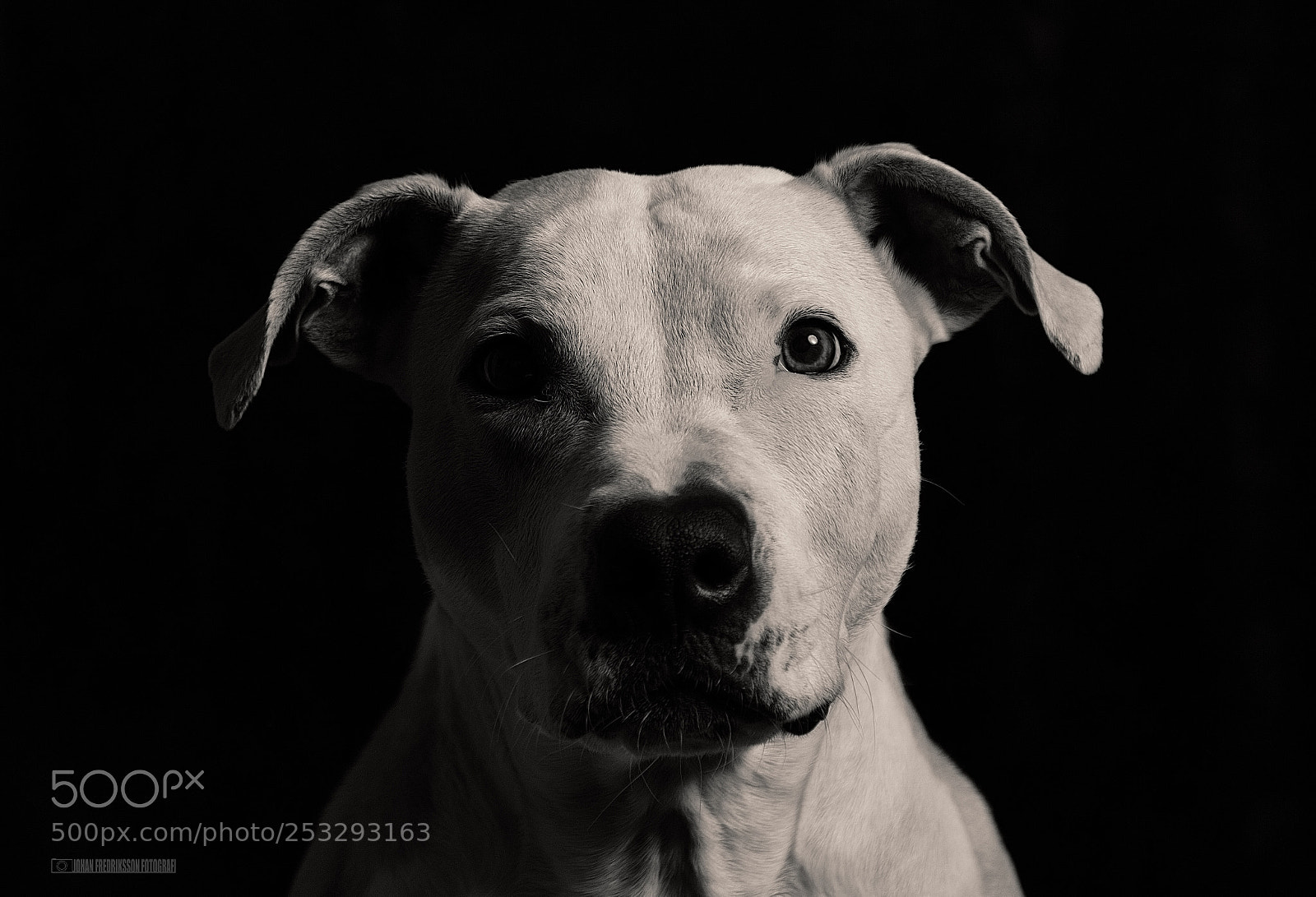 Sony ILCA-77M2 sample photo. Untitled photography