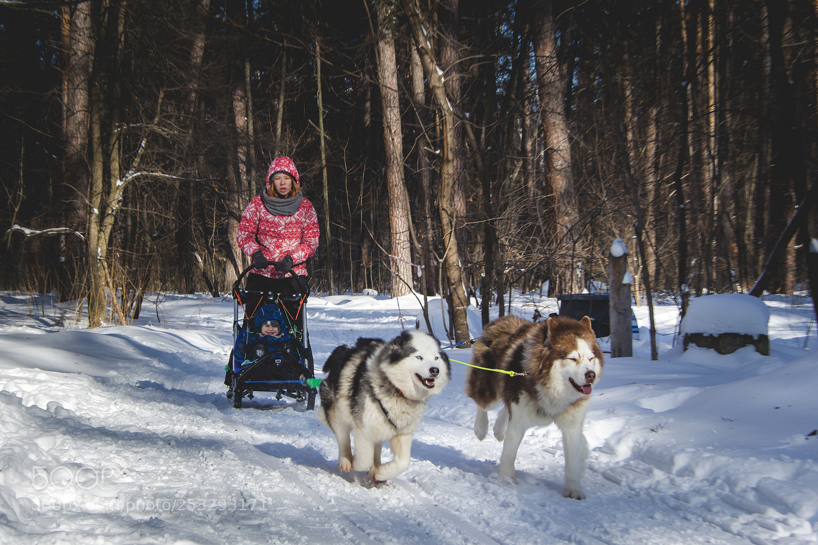 Canon EOS 60D sample photo. The little musher photography