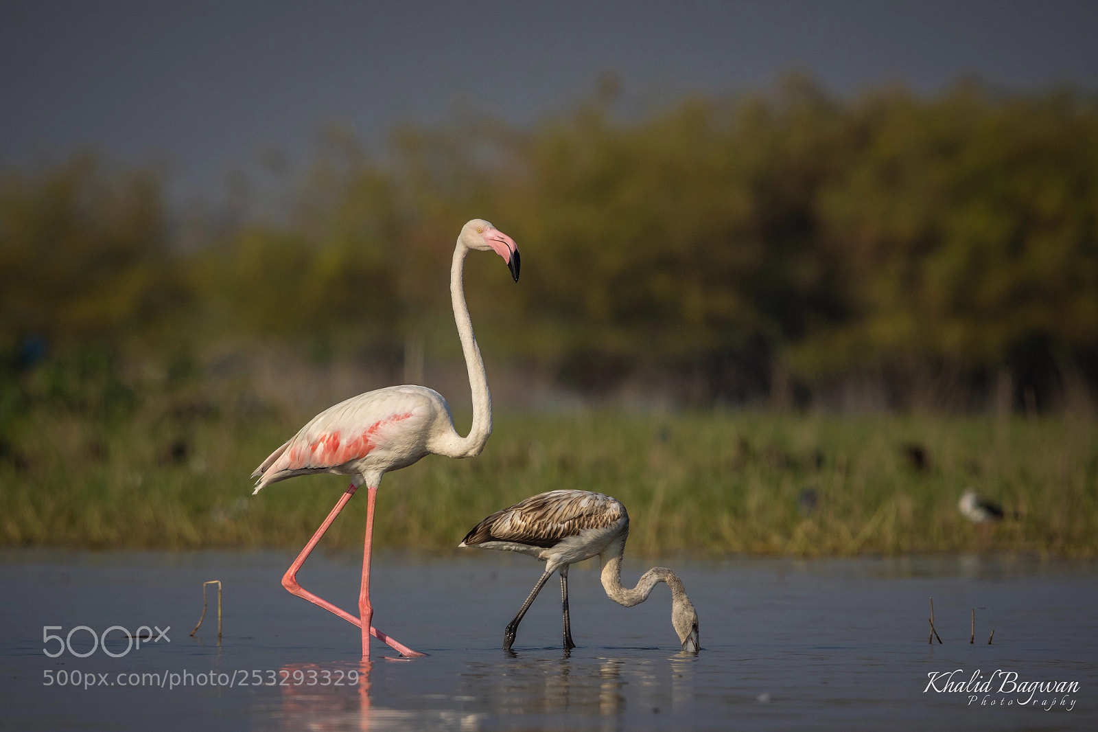 Canon EOS 7D Mark II sample photo. Greater and lesser flamingo photography