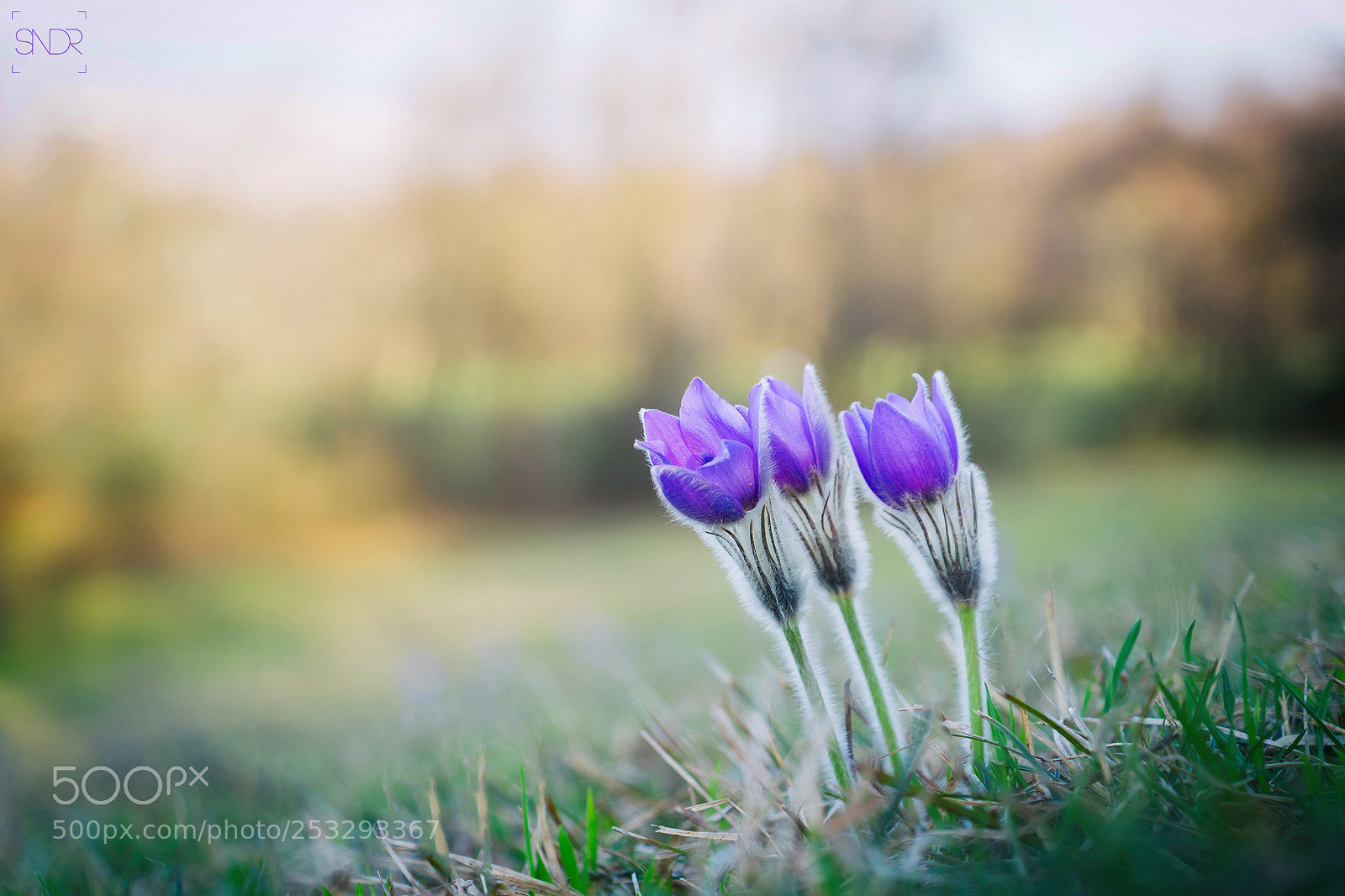 Sony SLT-A77 sample photo. Spring vibes photography