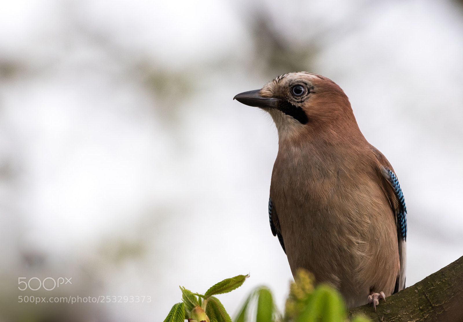 Nikon D5500 sample photo. Eurasian jay photography