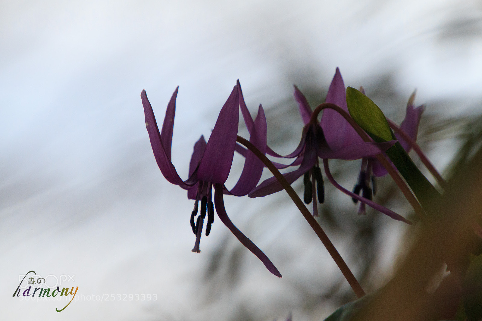 Canon EOS 70D sample photo. Flowers on the slope photography