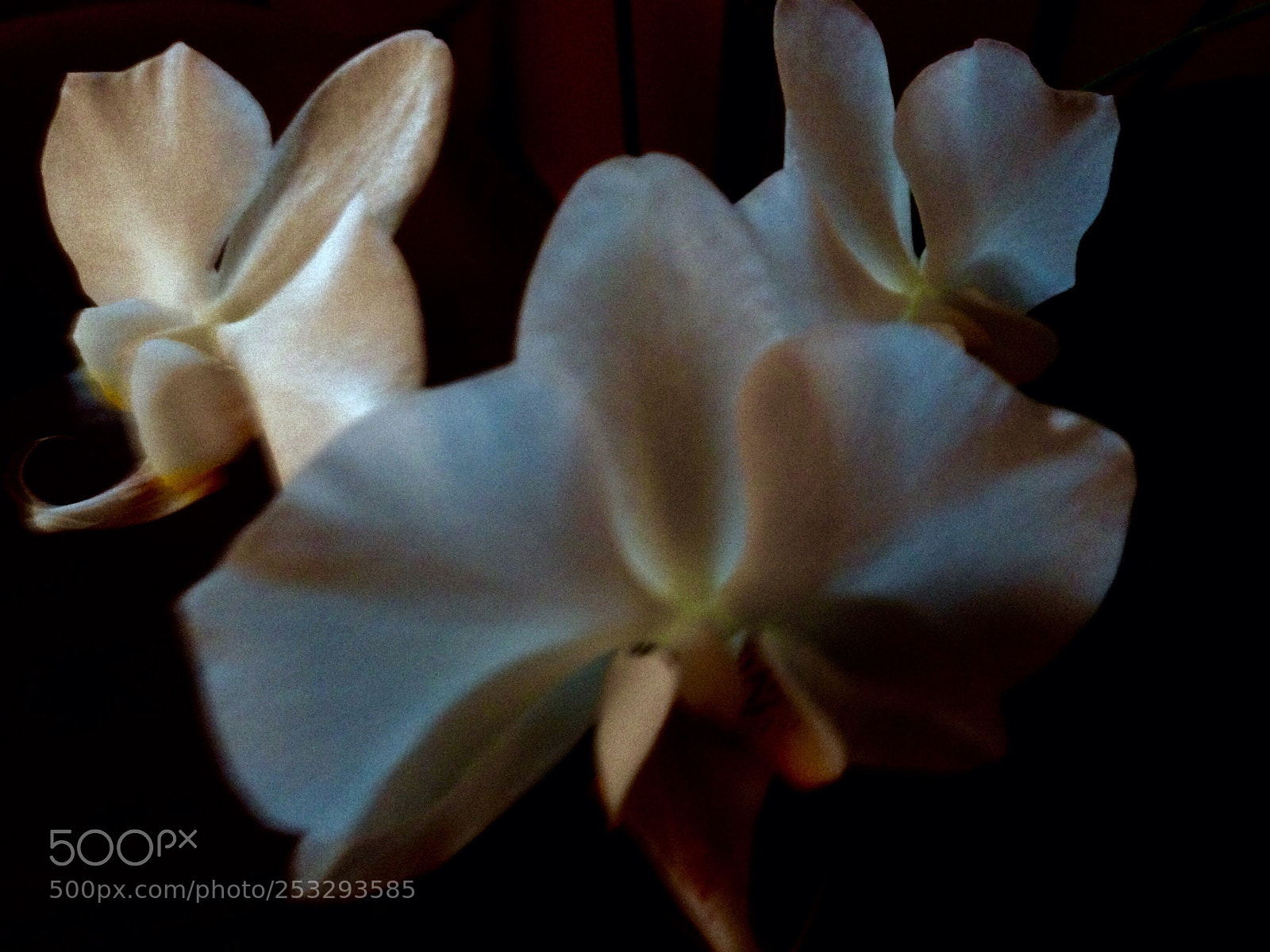 Apple iPhone 5 sample photo. Flower photography