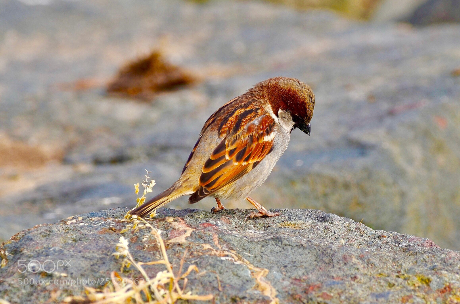 Nikon D7000 sample photo. Nobody loves me photography