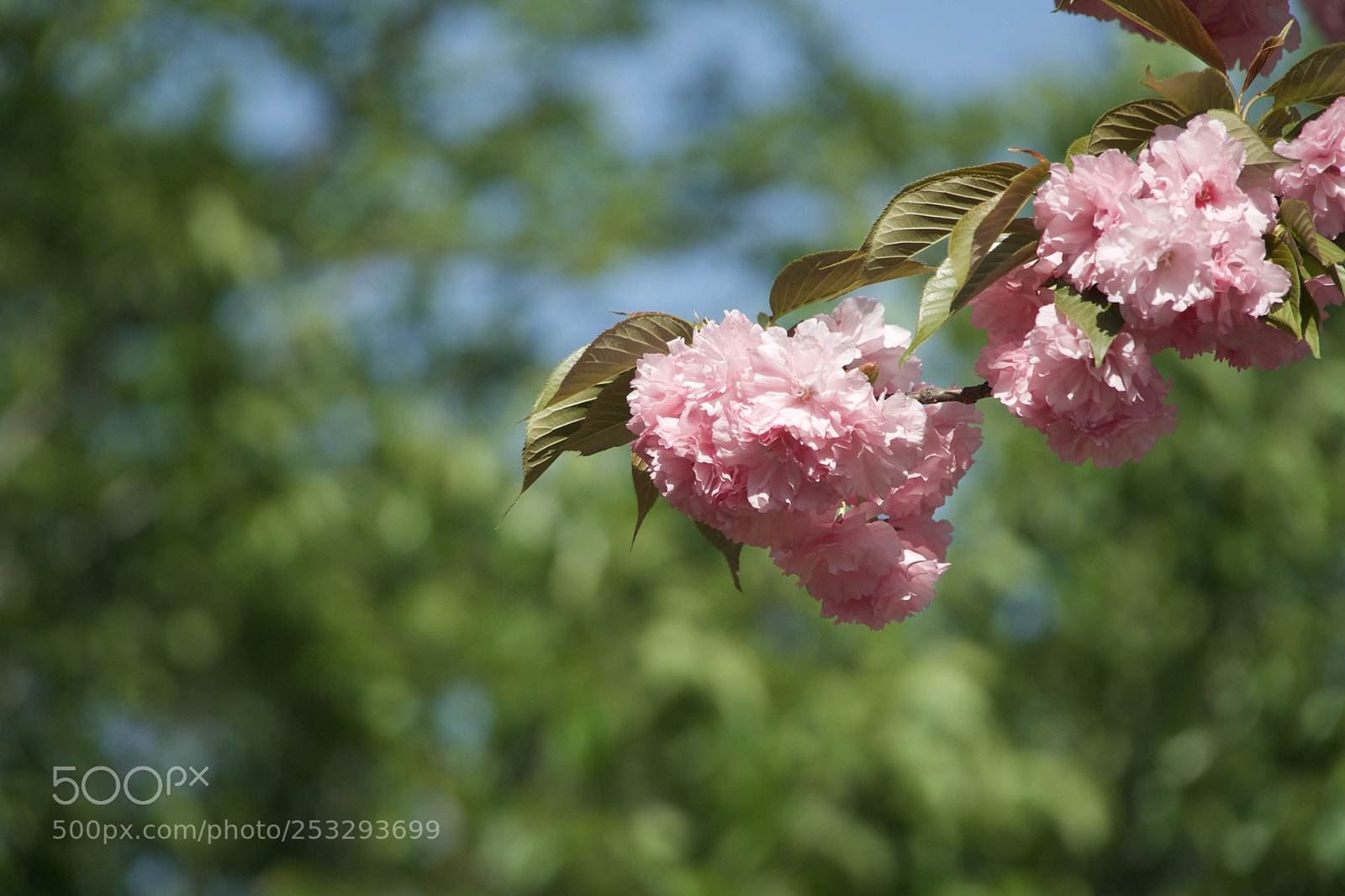 Sony a6300 sample photo. Untitled photography