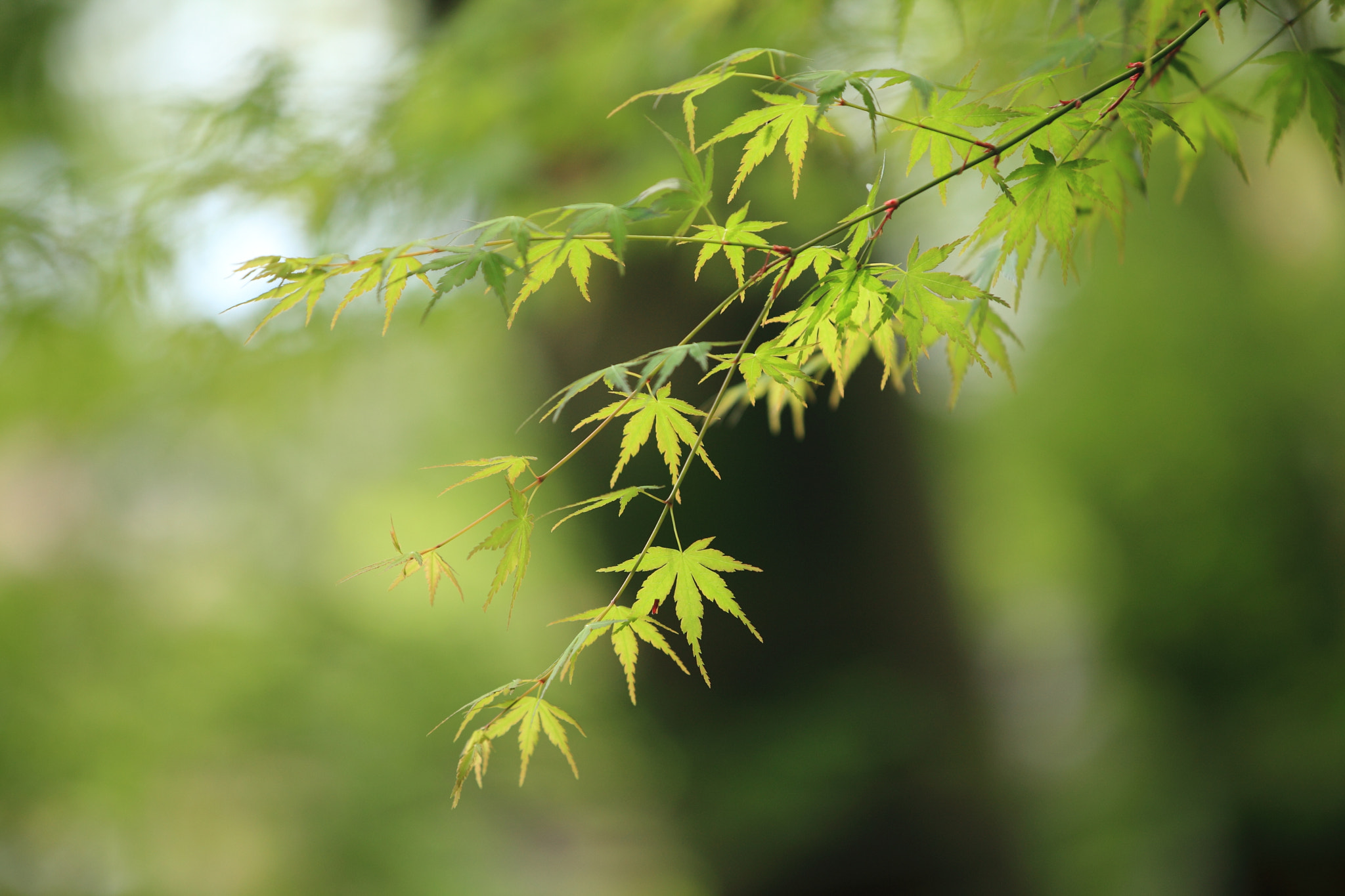 Canon EF 70-200mm F2.8L IS II USM sample photo